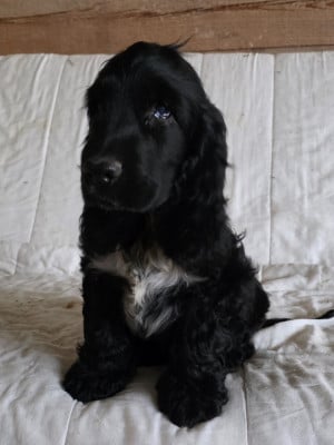 Les chiots de Cocker Spaniel Anglais