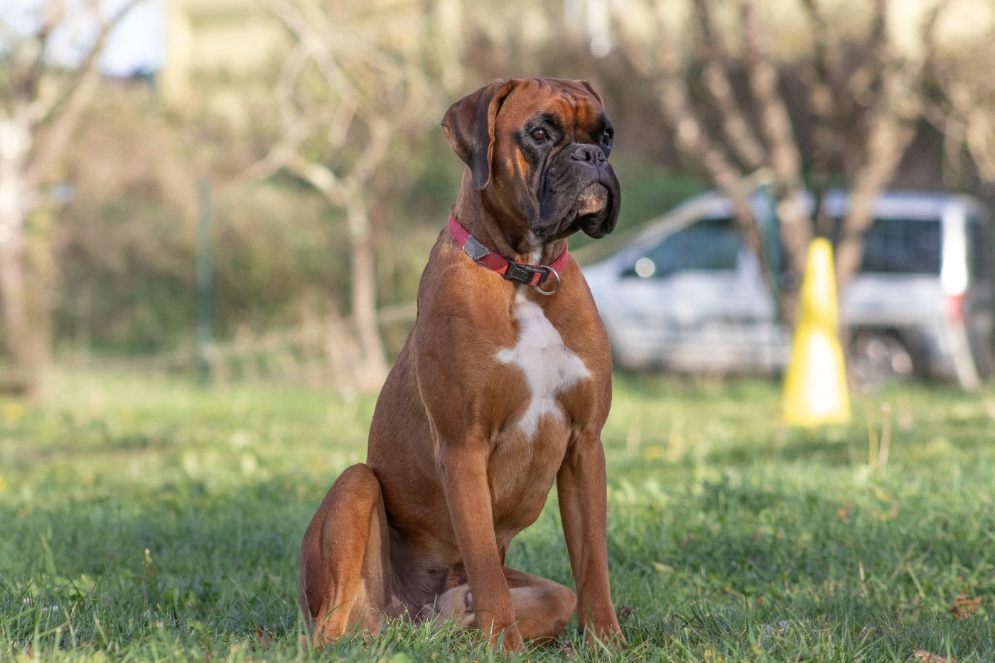 V'texas Della Furia Divina