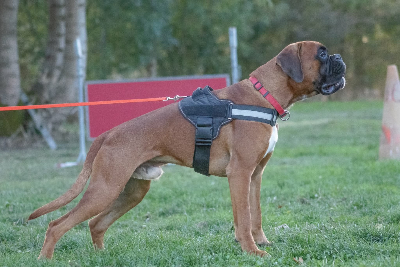 V'texas Della Furia Divina