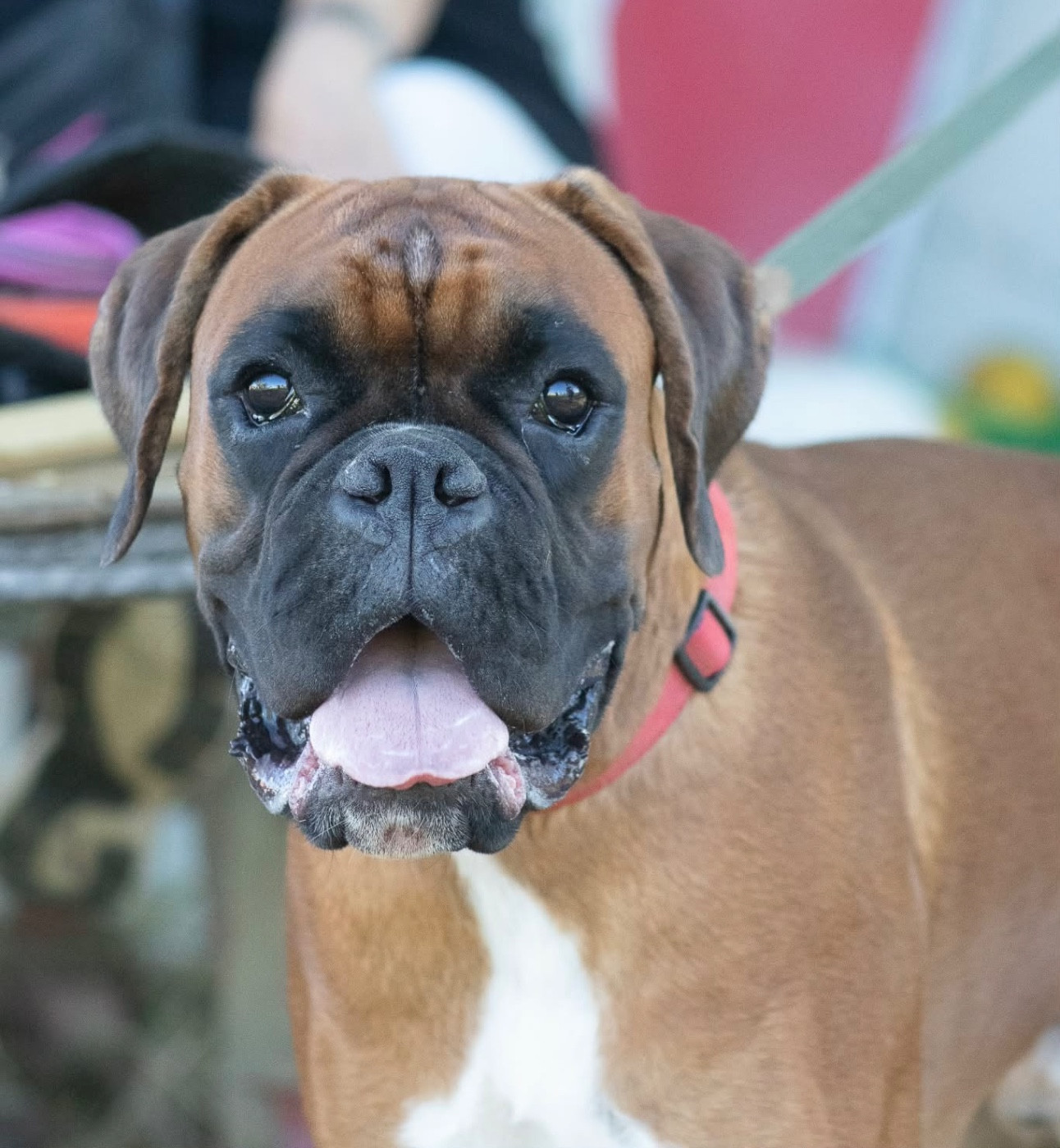 V'texas Della Furia Divina