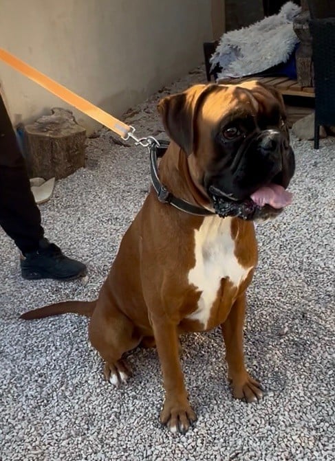 Totti Della Furia Divina