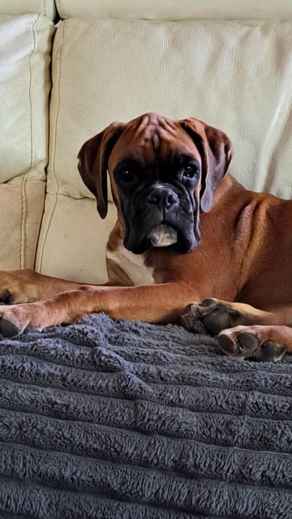 V'texas Della Furia Divina