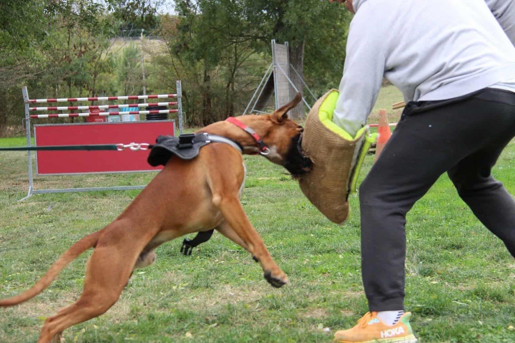 V'texas Della Furia Divina