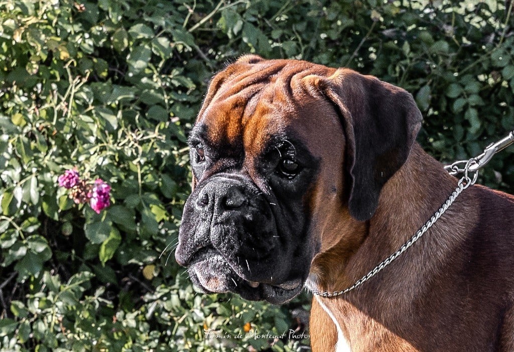 V'texas Della Furia Divina