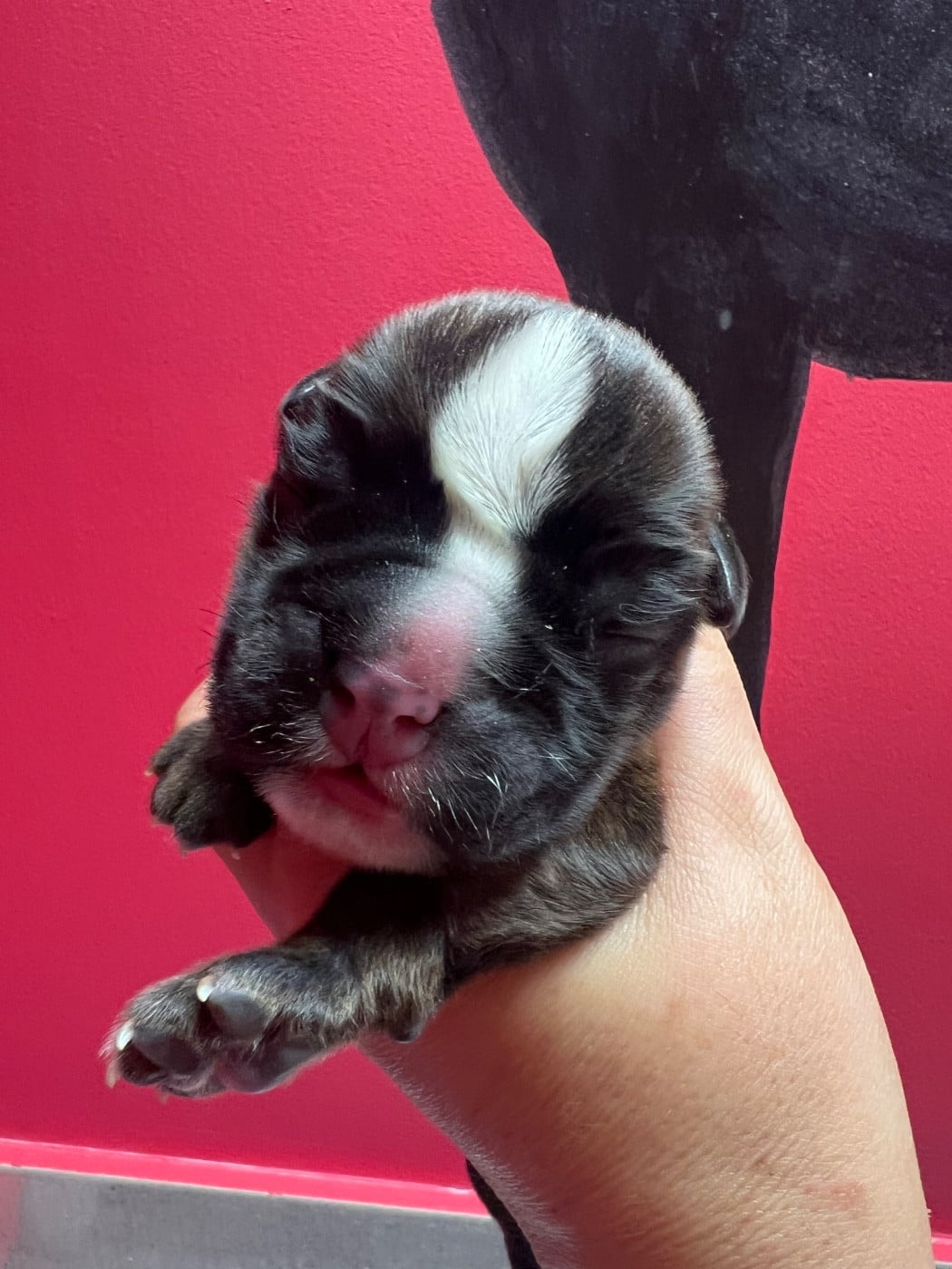 CHIOT 2 - Boxer