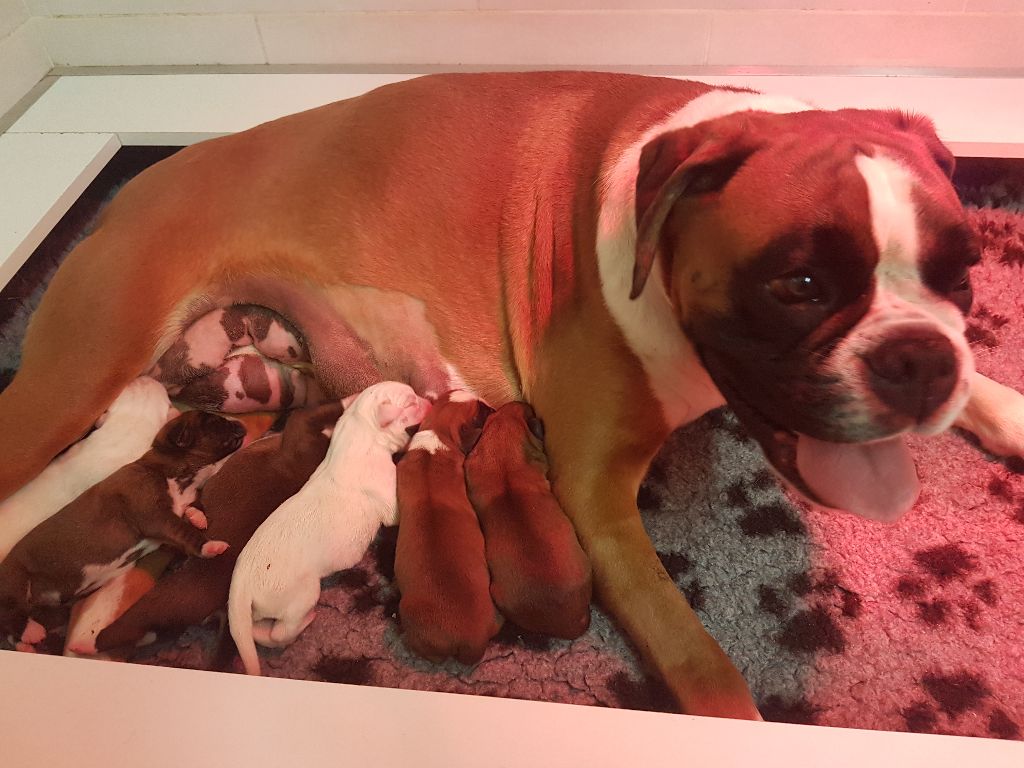 Della furia divina - Boxer - Portée née le 06/05/2018