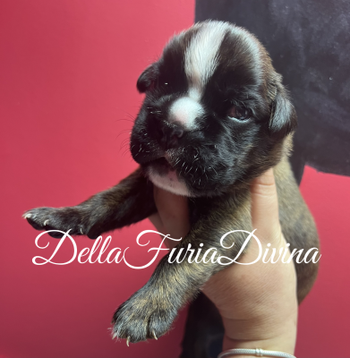 Les chiots de Boxer