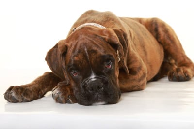 Les chiots de Boxer