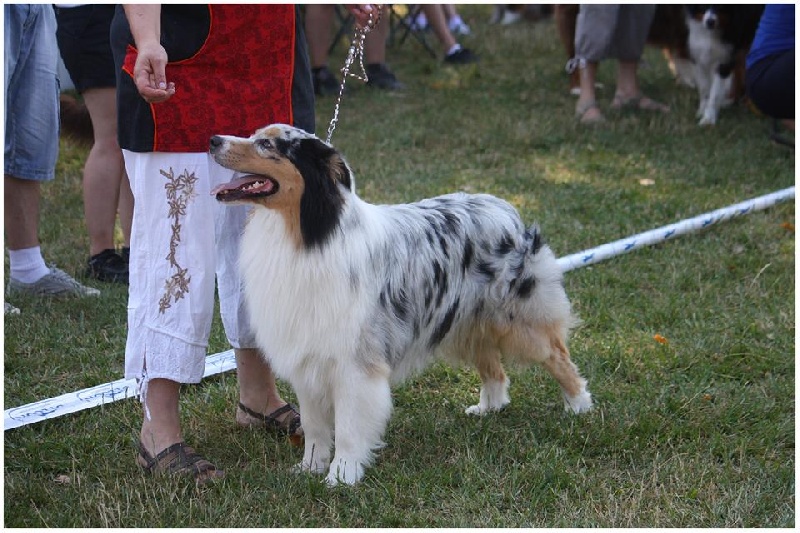 Gooze Mountain Paradise - 3èmé EXCELLENT Intermédiaire mâle