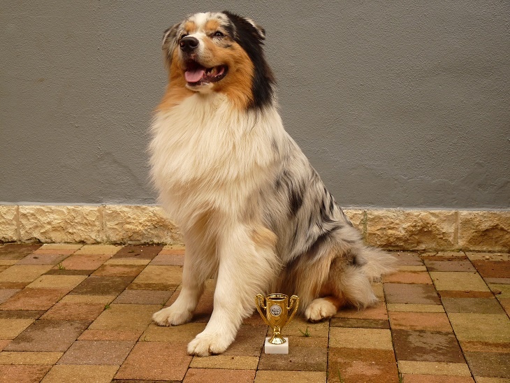 Gooze Mountain Paradise - 1er Excellent - Classe Intermédiaire mâle