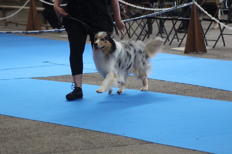 Gooze Mountain Paradise - Très Bon - Excellent - Très Bon