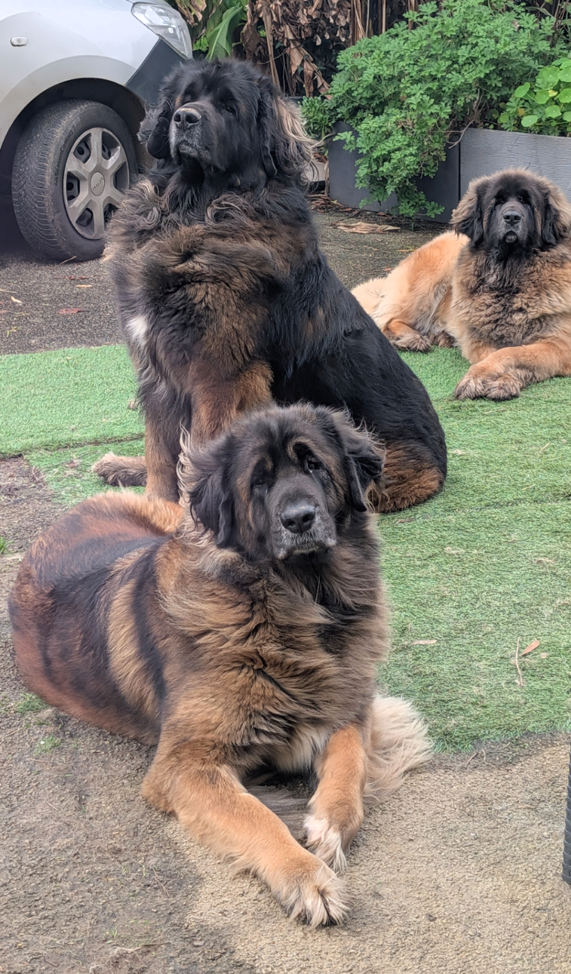 Thalassa Tenessy De la ville esbraies