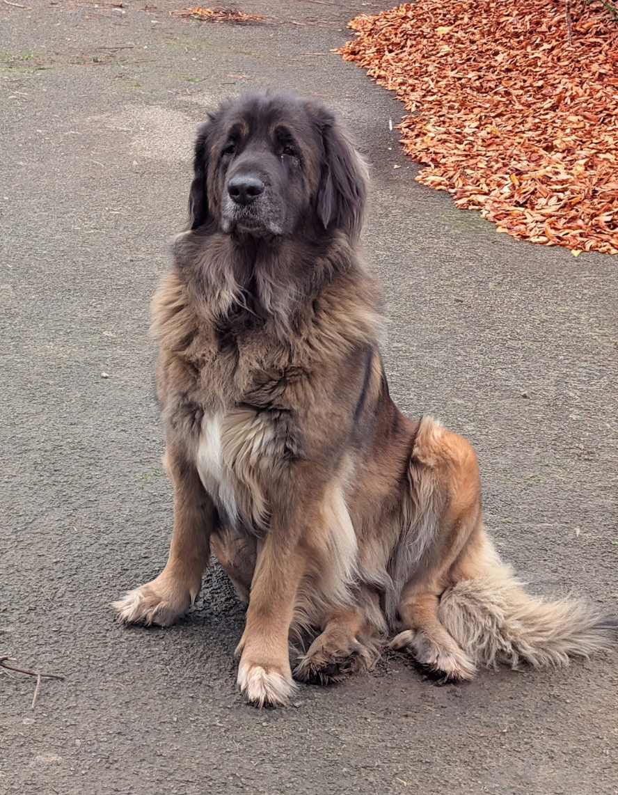 Thalassa Tenessy De la ville esbraies