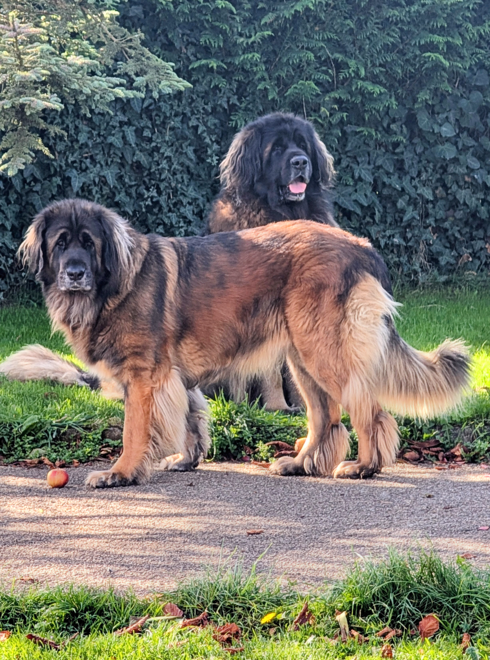 Thalassa Tenessy De la ville esbraies