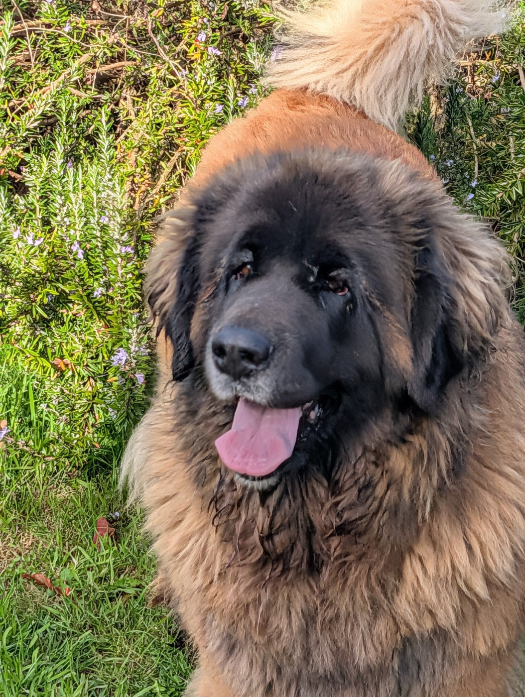 Triskell De Kerfenec