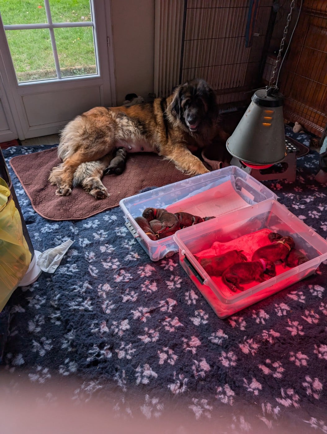 Leonberger - De Kerfenec