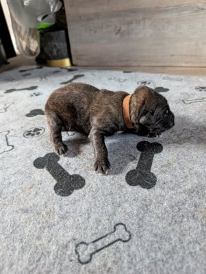 Les chiots de Leonberger