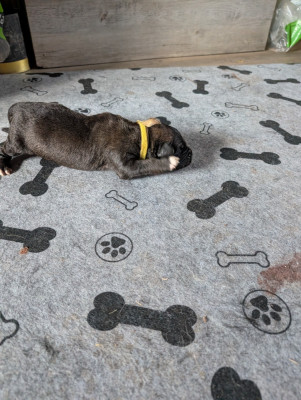 Les chiots de Leonberger