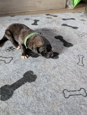Les chiots de Leonberger