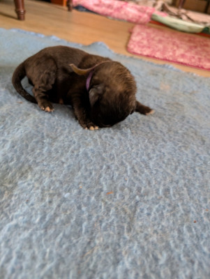 Les chiots de Leonberger