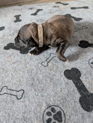 Les chiots de Leonberger