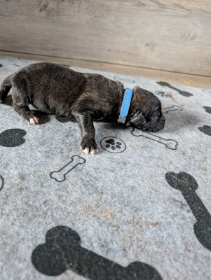 Les chiots de Leonberger