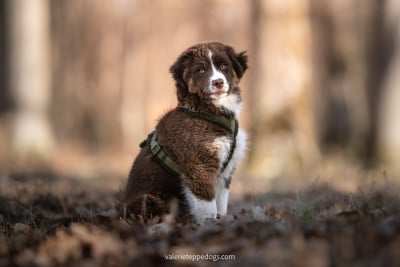Les chiots de Berger Américain Miniature 