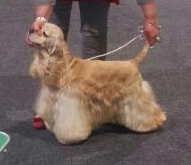 Connor de la ferme des Mottes - 1er excellent