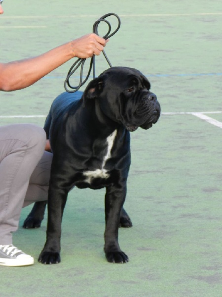 Hisko black pearl du clos d'Attila - 1er EXCELLENT CLASSE INTERMEDIAIRE MALE