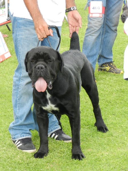 Hisko black pearl du clos d'Attila - 1er JEUNE MALE