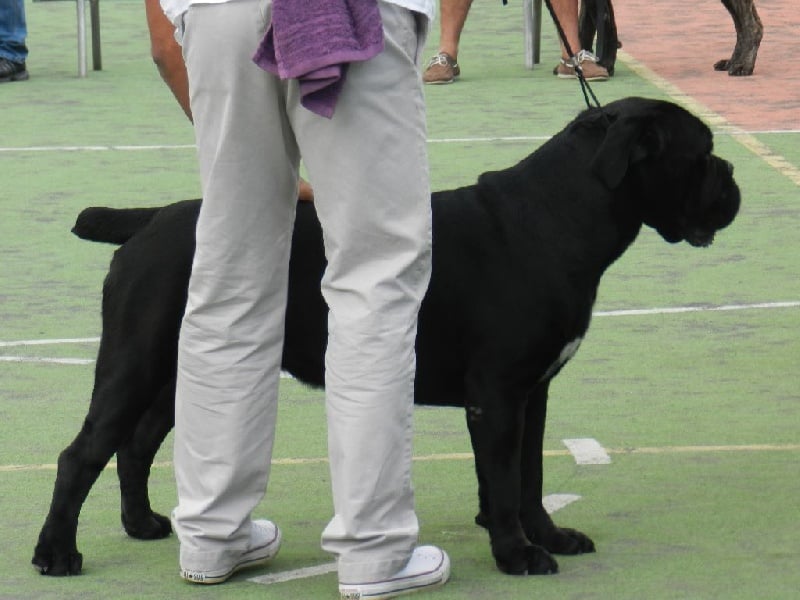 Hisko black pearl du clos d'Attila - NC