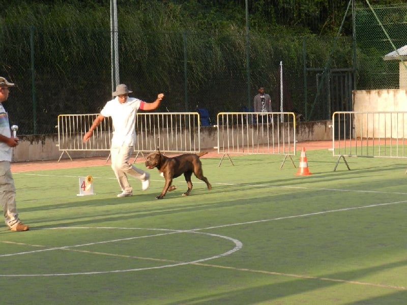 Largo winch du clos d attila - 1er TRES PROMETTEUR PUPPY & MEILLEUR PUPPY