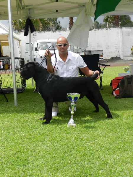 Hisko black pearl du clos d'Attila - 1er EXCELLENT CLASSE INTERMEDIAIRE & RCACS