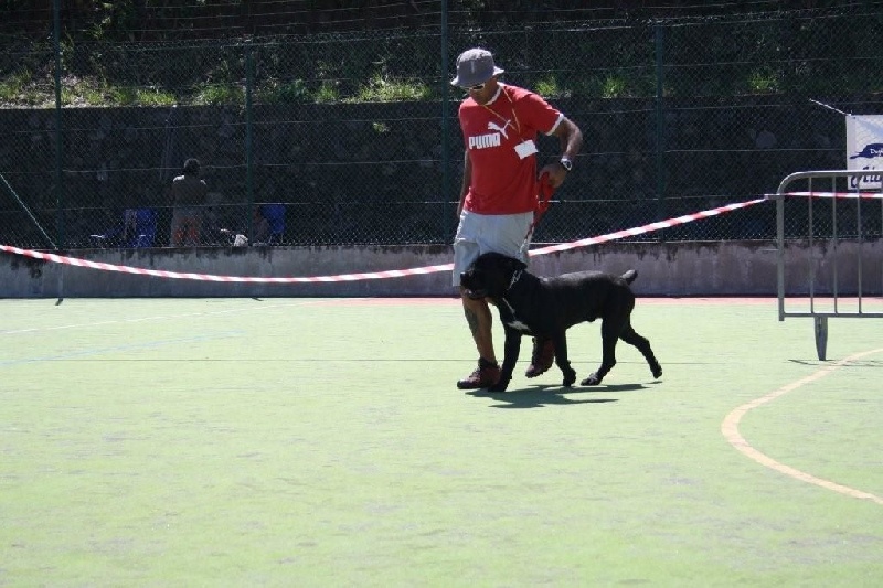 Hisko black pearl du clos d'Attila - 1er TRES PROMETTEUR PUPPY