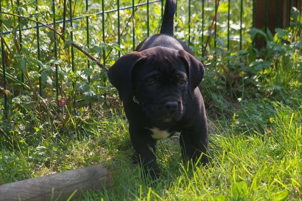 Optimus Il Guardiano Bella