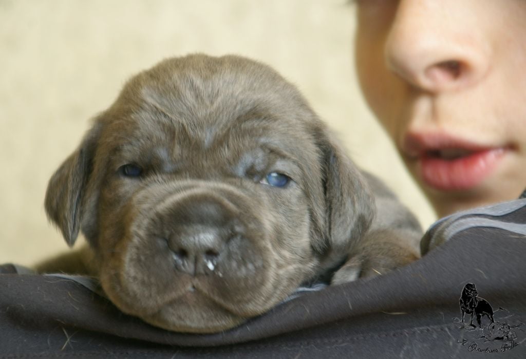 Olimani Il Guardiano Bella