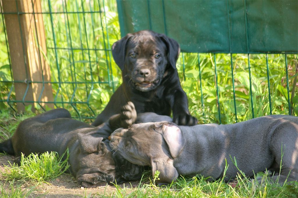 Oetaeus Il Guardiano Bella