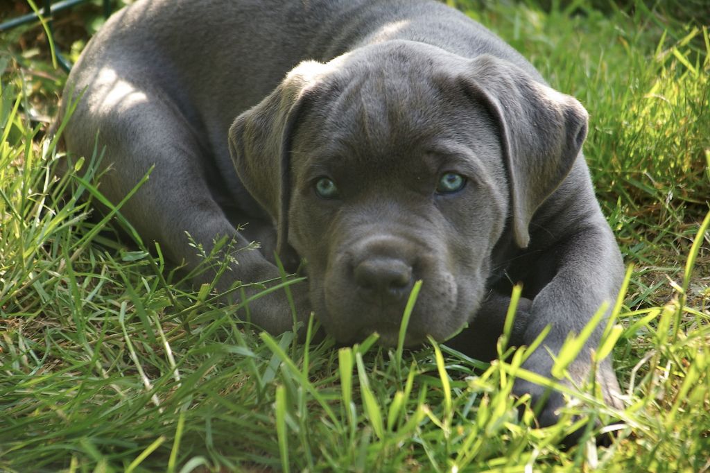 Orion Il Guardiano Bella