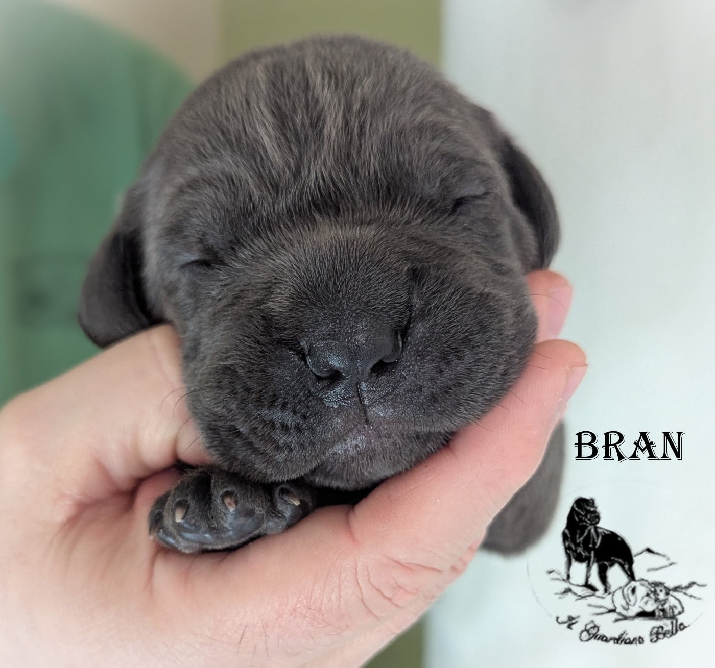 BRAN