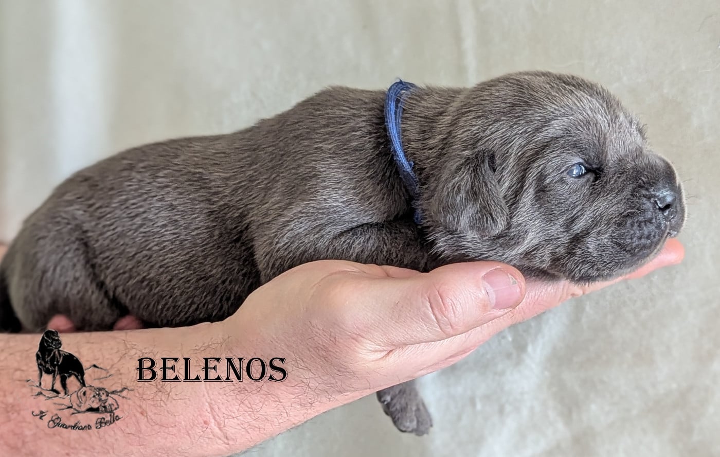 BELENOS