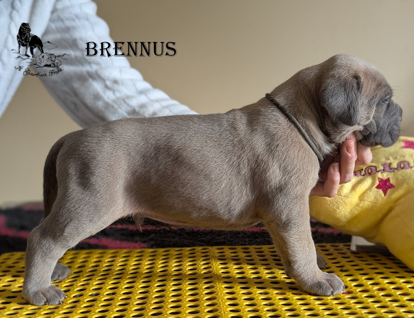 BRENNUS
