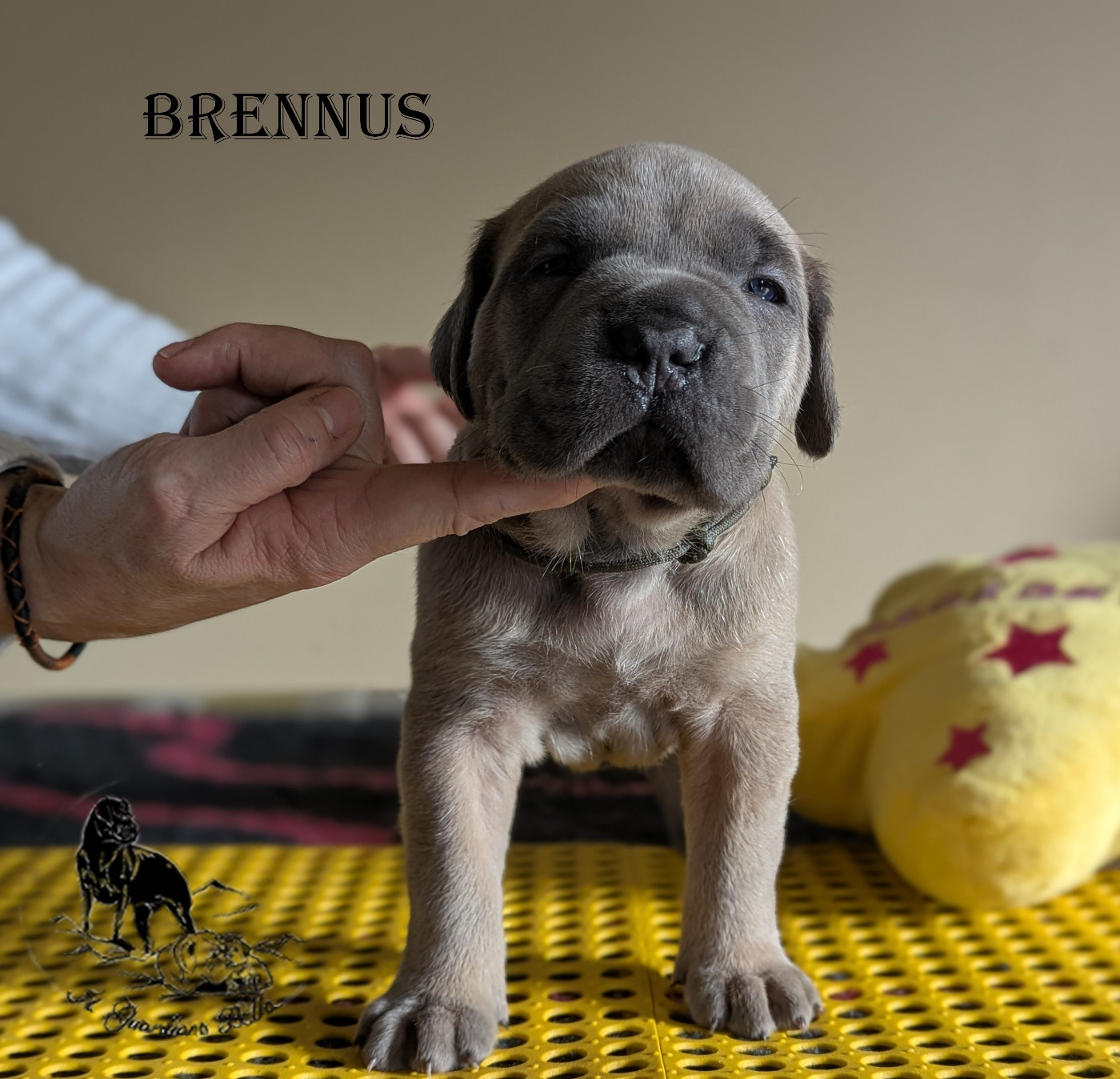 BRENNUS