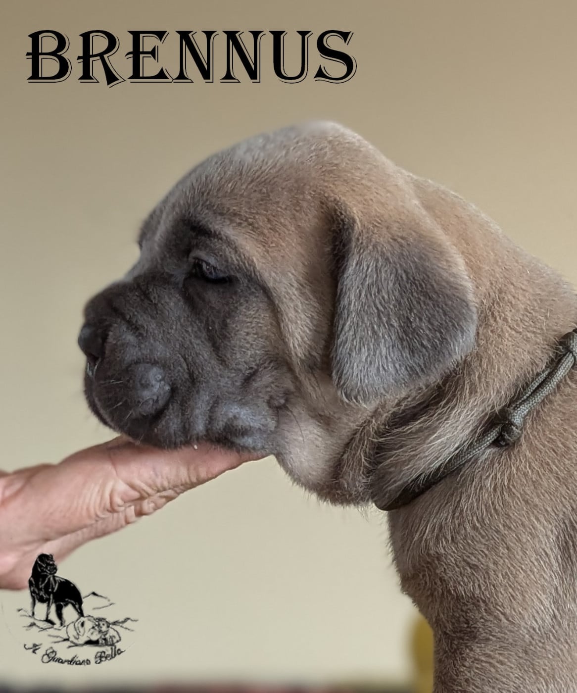 BRENNUS