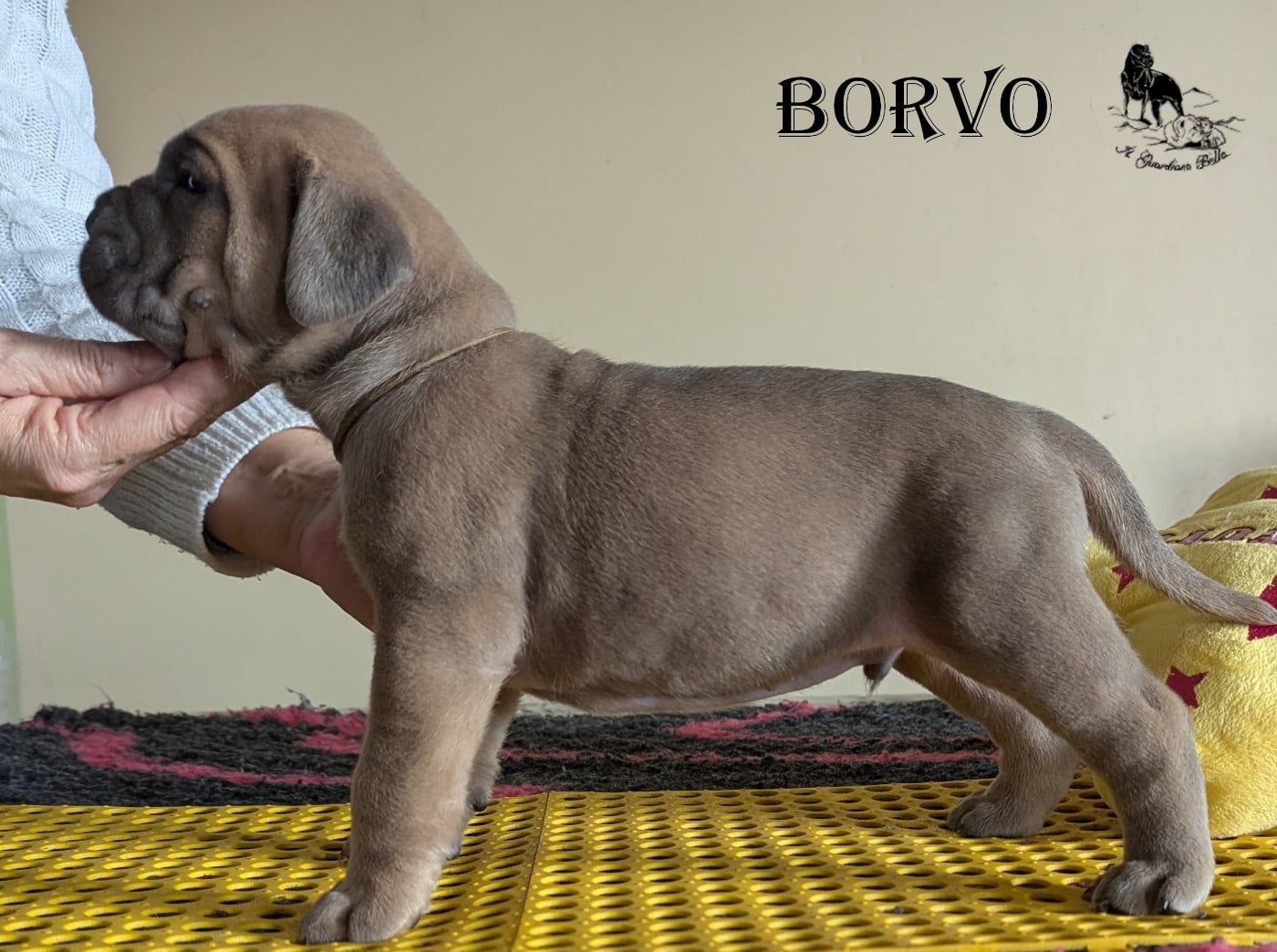 BORVO