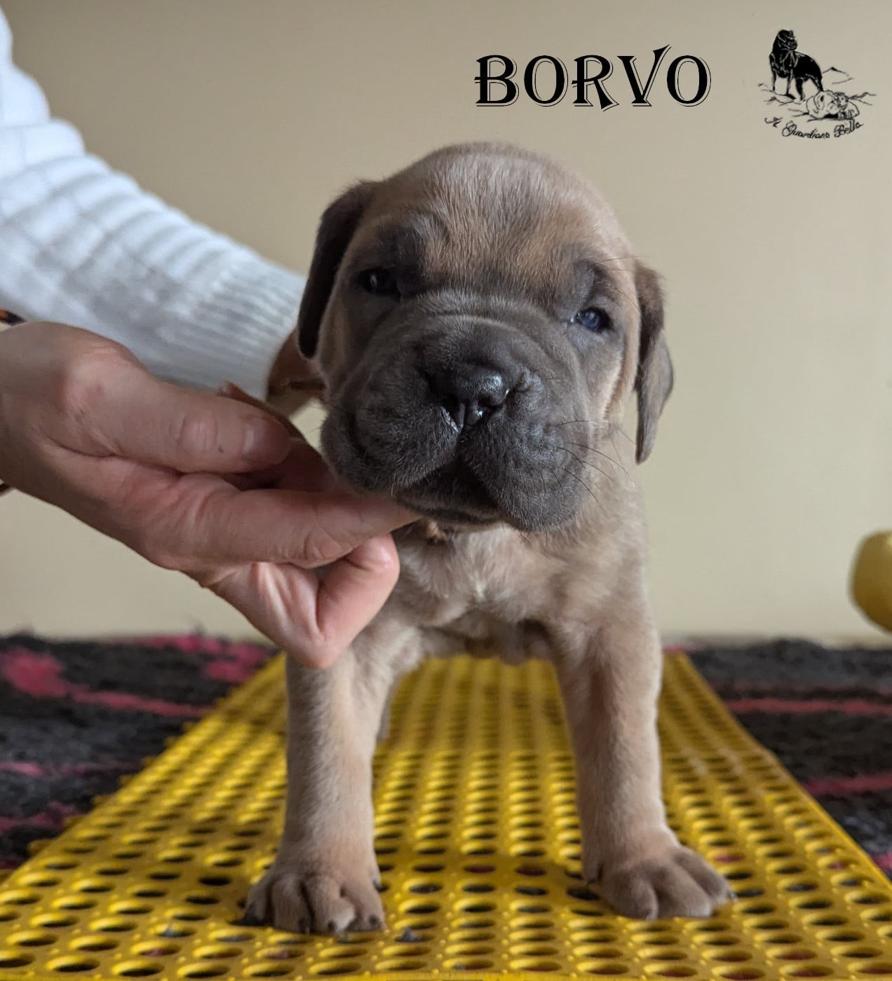 BORVO