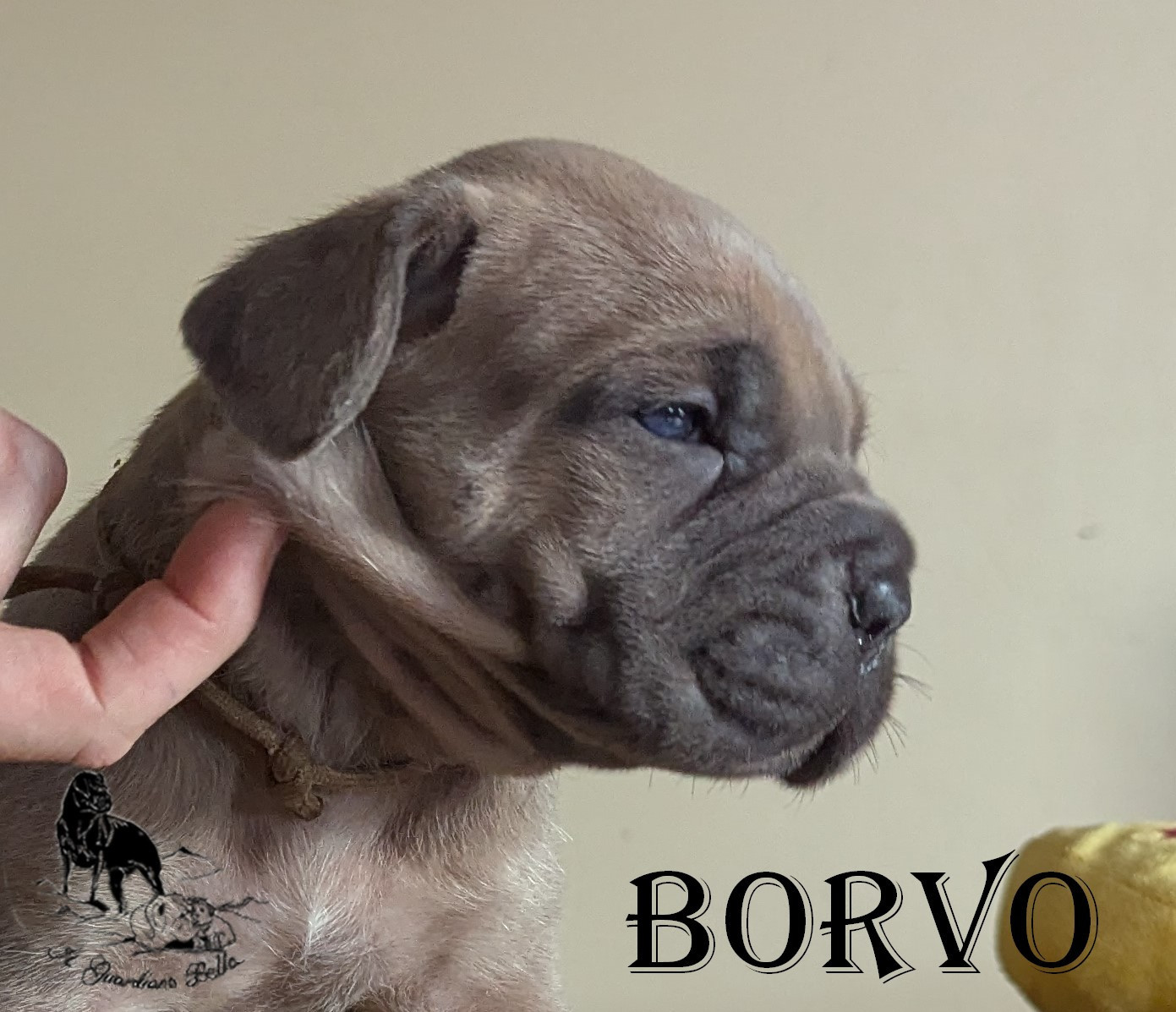 BORVO