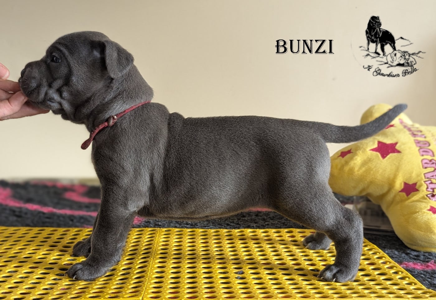 Bunzi