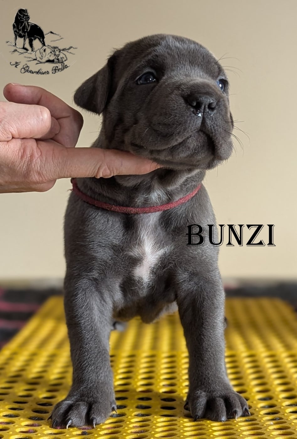 Bunzi