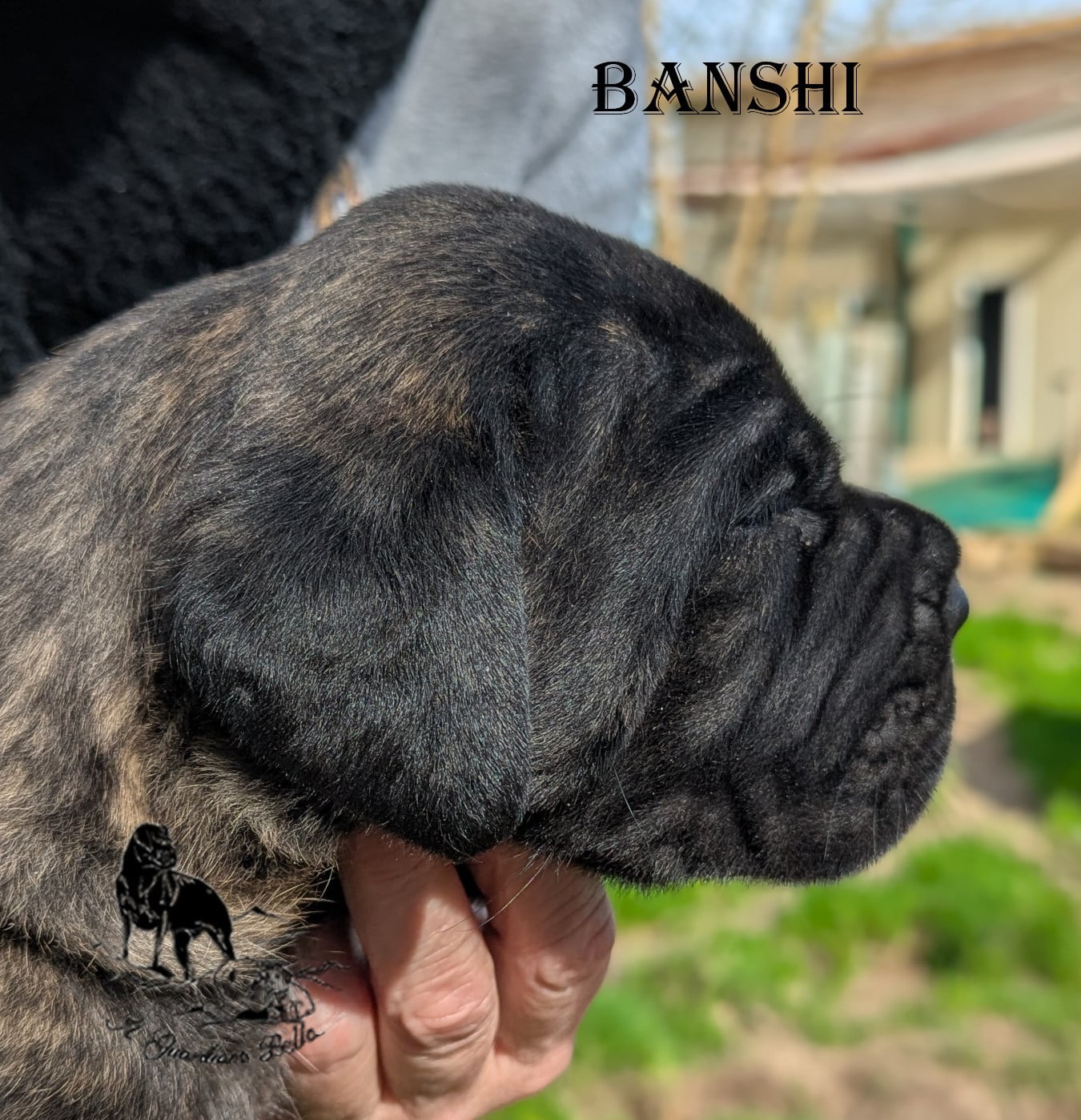 BANSHI