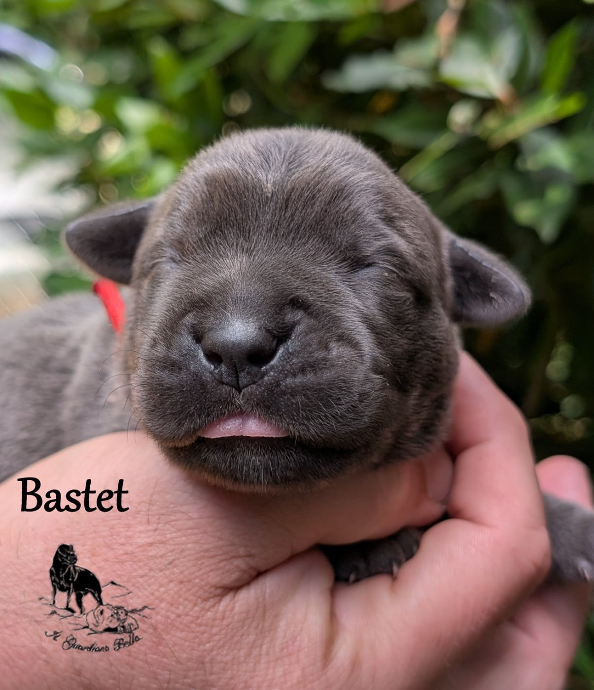 bastet il guardiano bella